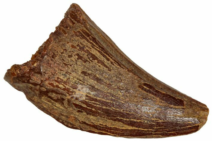 Juvenile Carcharodontosaurus Tooth - Morocco #326830